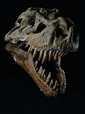 Skull of a Tyrannosaurus Rex Photographic Poster Print, 42x56