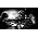 Thumbnail image of Them Crooked Vultures