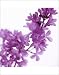 Photographic Prints of Lilac (Syringa vulgaris) from Science Photo Library