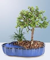 Dwarf Jade Bonsai