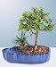 Dwarf Jade Bonsai