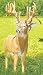 Sporting Goods : Hunter Dan Lovstuen Buck