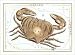 Zodiac Symbols: Cancer, Zodiac Art Poster Print by Sidney Hall, 10x8