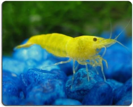 Yellow Cherry Shrimp Heteropoda Sakura Yellow Shrimp Mouse Pads Customized Made to Order Support Ready 9 7/8 Inch (250mm) X 7 7/8 Inch (200mm) X 1/16 Inch (2mm) High Quality Eco Friendly Cloth with Neoprene Rubber Luxlady Mouse Pad Desktop Mousepad Laptop Mousepads Comfortable Computer Mouse Mat Cute Gaming Mouse pad