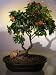 Bonsai Boy's Pyracantha Bonsai Tree <br><i>(pyracantha 'mohave')</i>