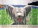 Dog At Duck Trap, 1976, Art Poster by Alex Katz