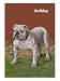 White Bulldog Animals Giclee Poster Print, 12x16