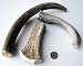 Deer Antlers Dog Chew Treats - 3 Large Deer Antlers