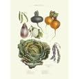 Savoy Cabbage, Turnip - Vilmorin Art Print Poster 13 x 17 - FRAMED