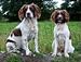 How to Take Care of Your Dog's Health