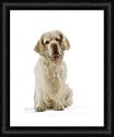 Dog - Clumber Spaniel - Sitting down from Ardea