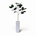 �s�l�H�ϗt�A���E���ԁtFicus Umbellata(�t�B�J�X �E���x���[�^)