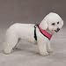 Casual Canine Mesh Harness Med Pink
