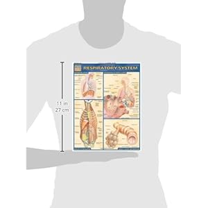 Respiratory System (Quickstudy: Academic)