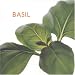 Basil (Little Kitchen Collection (Southwater))