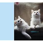 Click here to buy Cats and Kittens (Paperstyle Address Books) by  Ryland Peters Small.