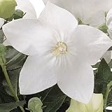 Balloon Flower Seeds - Balloon Flower Astra White