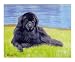 Newfoundland Dog Animals Giclee Poster Print by Rhonda Watson, 10x8