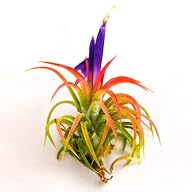 Air Plants – Ionantha Mexican – 5 Air Plants – Great Price!