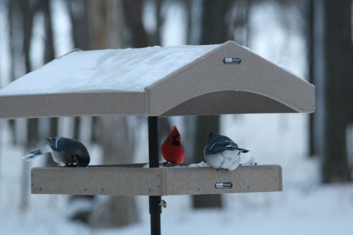 Birds Choice Pole Topper for SNSC