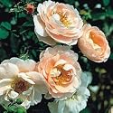 Belle Story (Rosa English Rose) - Bare Root Rose