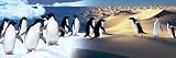 Surreal Penguin Landscape by unknown. Size 36.00 X 12.00 Art Poster Print