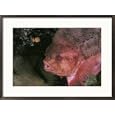 A lumpfish aerates its eggs in a protected spot on the ocean floor Subject Framed Art Poster Print by Brian J. Skerry, 29x21