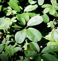 Seeds of Medicinal Plants and Herbs: Chocolate Vine Akebia Quinata
