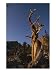 Bristlecone Pines, Near Wheeler Peak, Great Basin National Park Photographic Poster Print by Bill Hatcher, 12x16