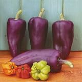 Les Piments Art Poster Print by Linda Burgess, 12x12