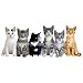 Six Kittens Cut Out Card