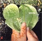 静流 sizzle