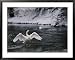 Adult Trumpeter Swans Lifting its Wings on the Snow-Banked Madison River Framed Art Poster Print by Raymond Gehman, 39x31