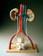 Urinary System Anatomical Model Male
