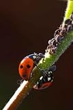 Wallmonkeys Peel and Stick Wall Decals - Ladybird Lunch - 24