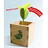 Magic Bean - Good Luck