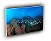 fish los roques reef venezuela A2 Large Canvas