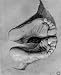 Albrecht Durer (Study on the 