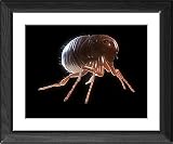 Framed Prints of Cat flea, artwork from Science Photo Library