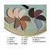 FlowerColor Eye Shadow Earth - .05 -