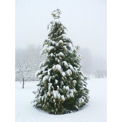 Snow (On Christmas Tree) Art Poster Print - 11x17