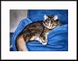 Mama Kitty by Drew Strouble