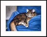 Mama Kitty by Drew Strouble