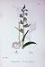 Botany Plants C1902 Broad Leaved Helleborine Flowers