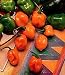 Habanero Pepper 4 Plants - Very, Very Hot!