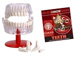 �����Υ������� TEETH-���ι�¤