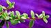 Mounjean Tea Herb Plant - Nashia - Vanilla flavored tea