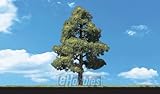 Classic Trees, Sun Kissed 6-7
