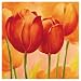 Peach Tulips by Susanne Bach Art Print Poster - FRAMED