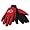 Utah Utes